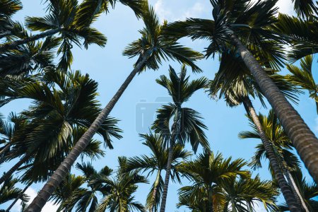Photo for Areca nut trees under blue sky - Royalty Free Image