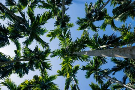 Photo for Areca nut trees under blue sky - Royalty Free Image