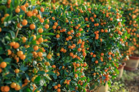 Téléchargez les photos : Les oranges en pot poussent sur l'arbre pour une décoration chinoise heureuse du nouvel an - en image libre de droit