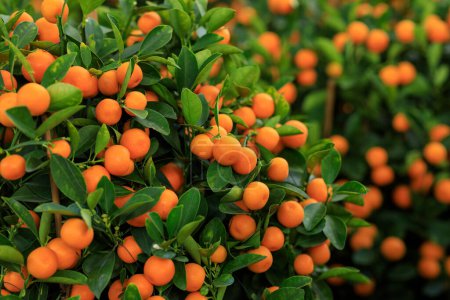 Les oranges poussent sur l'arbre pour une décoration chinoise heureuse du nouvel an