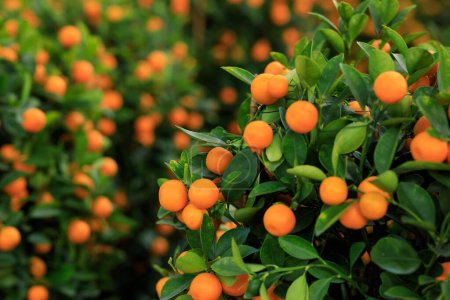 Téléchargez les photos : Les oranges poussent sur l'arbre pour une décoration chinoise heureuse du nouvel an - en image libre de droit