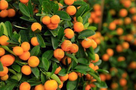 Foto de Naranjas en maceta crecen en el árbol para una decoración de feliz año nuevo chino - Imagen libre de derechos