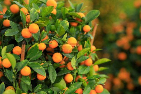 Téléchargez les photos : Les oranges en pot poussent sur l'arbre pour une décoration chinoise heureuse du nouvel an - en image libre de droit