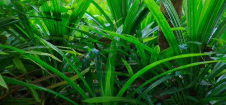 Foto de Hoja de Pandán crece en bosque tropical - Imagen libre de derechos