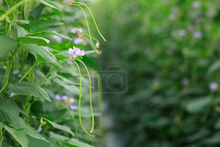 Téléchargez les photos : Plantes de haricots longs en croissance au champ de légumes - en image libre de droit
