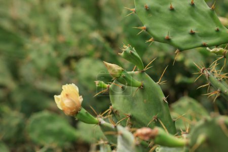 Foto de Planta de cactus suculento verde puntas afiladas - Imagen libre de derechos