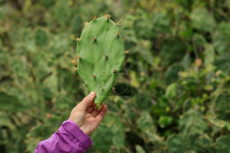Foto de Tacto de mano Planta de cactus Púas afiladas - Imagen libre de derechos