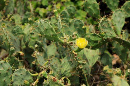 Foto de Planta de cactus verde espigas afiladas - Imagen libre de derechos