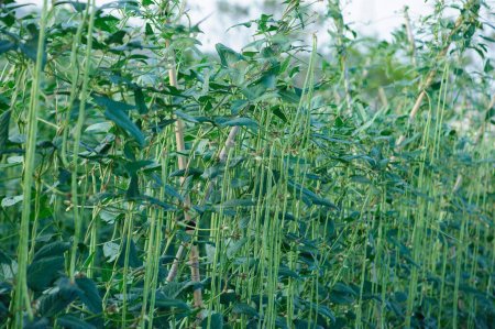 Foto de Plantas de frijol largo en crecimiento en el campo vegetal - Imagen libre de derechos