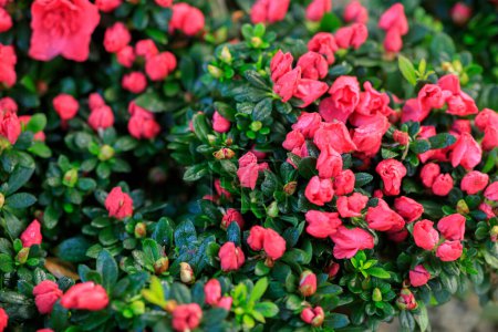 Téléchargez les photos : Fleurs d'azalée fleurissant dans le jardin - en image libre de droit