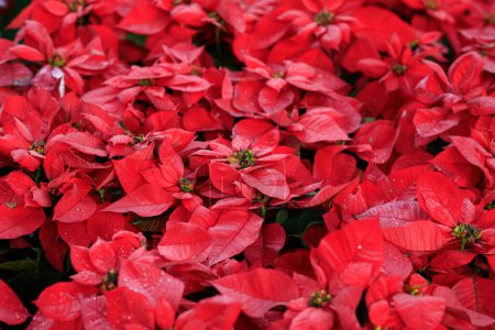 Photo for Red poinsettia flowers in garden - Royalty Free Image