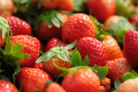 Photo for Fresh red strawberry fruits  as a background - Royalty Free Image