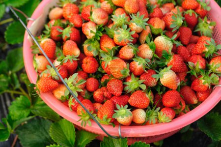 Photo for Fresh red strawberry fruits  as a background - Royalty Free Image