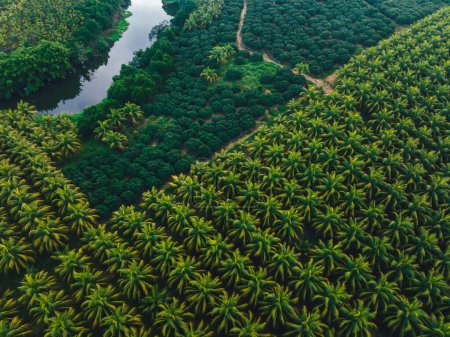 Téléchargez les photos : Vue aérienne du champ de cocotiers - en image libre de droit