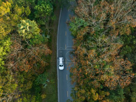 Foto de Vista aérea de la conducción por sendero en el bosque tropical de primavera - Imagen libre de derechos