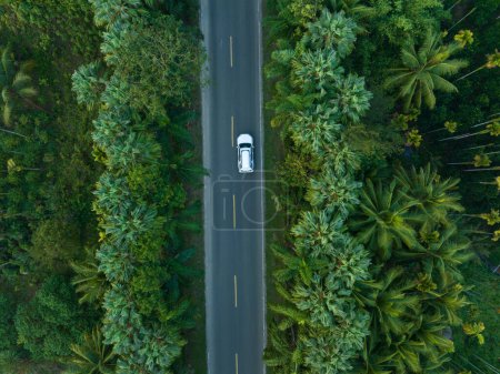 Photo for Aerial  view of driving on trail in spring tropical forest - Royalty Free Image