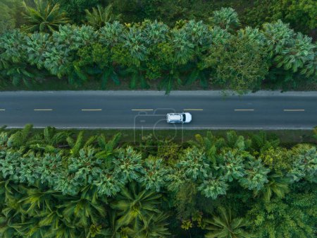 Téléchargez les photos : Vue aérienne de la conduite sur piste en forêt tropicale printanière - en image libre de droit