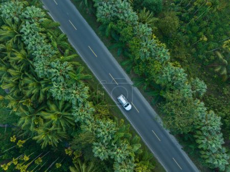 Foto de Vista aérea de la conducción por sendero en el bosque tropical de primavera - Imagen libre de derechos