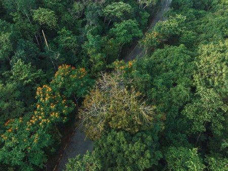 Téléchargez les photos : Vue aérienne du sentier en forêt tropicale printanière - en image libre de droit