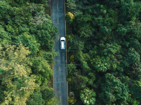 Foto de Vista aérea del sendero en el bosque tropical de primavera - Imagen libre de derechos