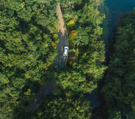 Téléchargez les photos : Vue aérienne du sentier en forêt tropicale printanière - en image libre de droit