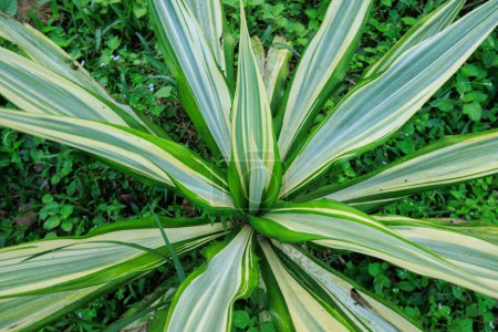 Green tropical leaf plant grow in garden