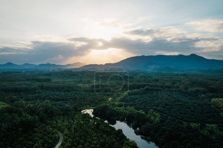 Luftaufnahme des Kokospalmenfeldes im Sonnenaufgang