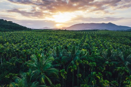 Téléchargez les photos : Vue aérienne du champ de cocotiers au lever du soleil - en image libre de droit