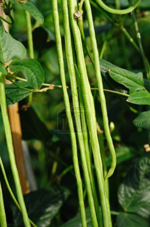 Lange Bohnenpflanzen auf Gemüsefeld im Wachstum