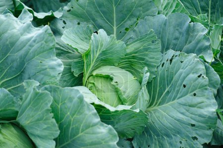 Photo for Green cabbages in growth at vegetable garden - Royalty Free Image