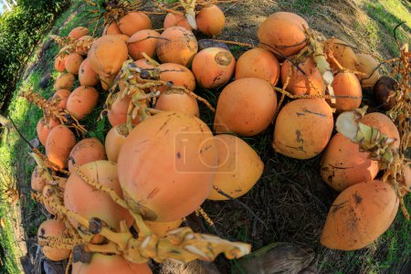 Téléchargez les photos : Récolte de noix de coco roi dans le jardin - en image libre de droit
