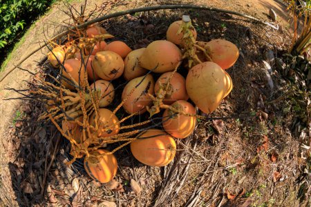 Récolte de noix de coco roi dans le jardin