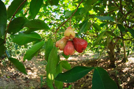 Téléchargez les photos : Pomme de cire pousser sur l'arbre - en image libre de droit
