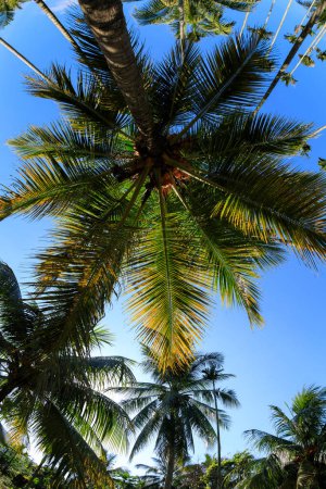 Kokosnussfrüchte wachsen am Baum