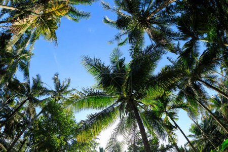 Kokospalmen unter blauem Himmel