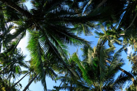 Coconut trees under blue sky