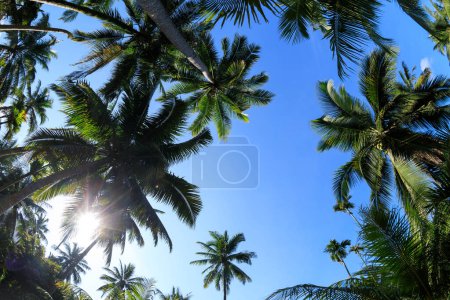 Téléchargez les photos : Cocotiers sous le ciel bleu - en image libre de droit