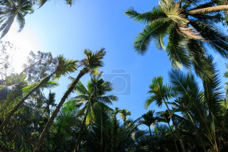 cocotiers sous le ciel bleu
