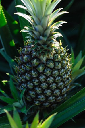 Pineapple grow on tree in garden