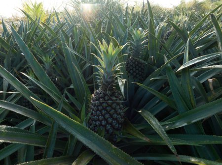 Pineapple grow on tree in garden