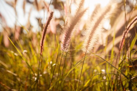 Téléchargez les photos : Foxtail herbe en croissance en plein air - en image libre de droit