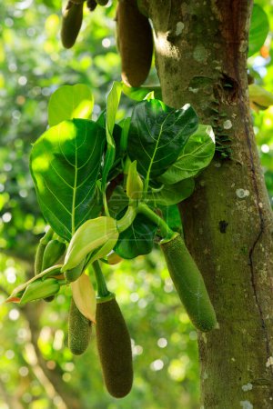 La jaca verde crece en el árbol frutal Jack