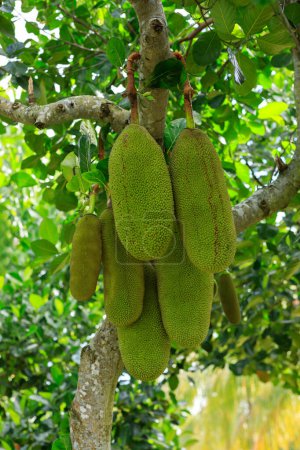 Green jackfruit grow on the Jack fruit tree