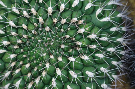 Téléchargez les photos : Cactus vert avec pointes aiguës - en image libre de droit