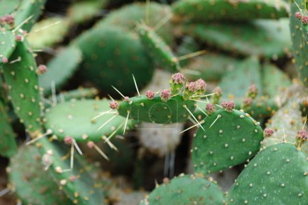 Foto de Cactus verde con hermosas flores - Imagen libre de derechos