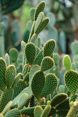 Photo for Green Cactus with Sharp Spikes - Royalty Free Image
