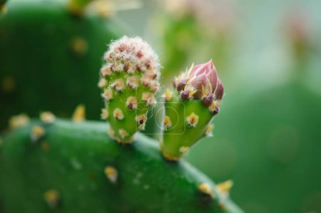 Téléchargez les photos : Cactus vert aux fleurs beautées - en image libre de droit
