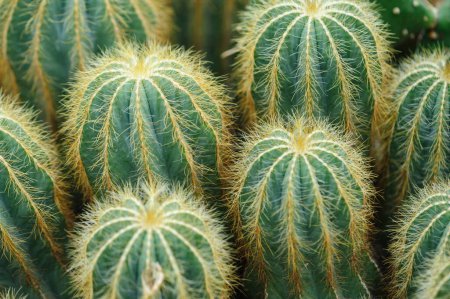Foto de Cactus verde con púas afiladas - Imagen libre de derechos