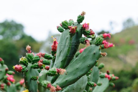 Foto de Cactus verde con hermosas flores - Imagen libre de derechos