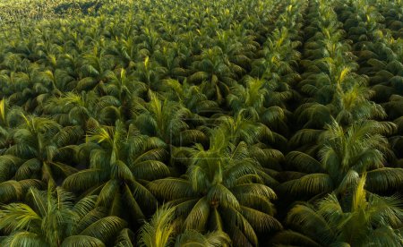 Téléchargez les photos : Vue du dessus du champ de cocotiers - en image libre de droit
